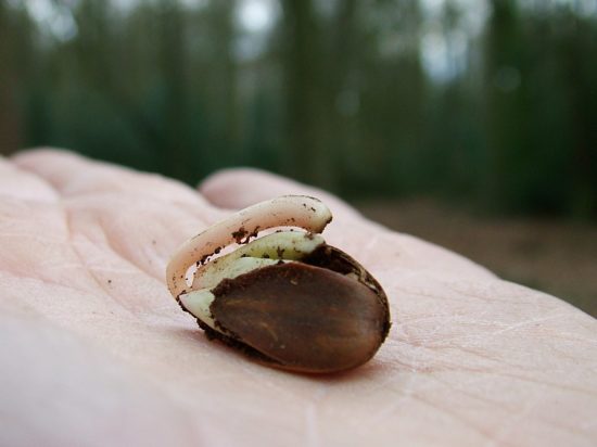 Beech nut seed sprouting