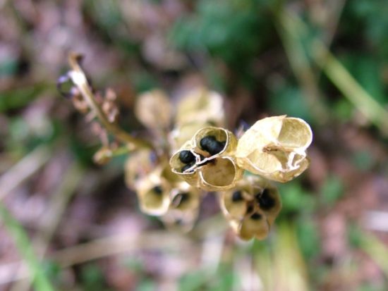 Bluebell seeds