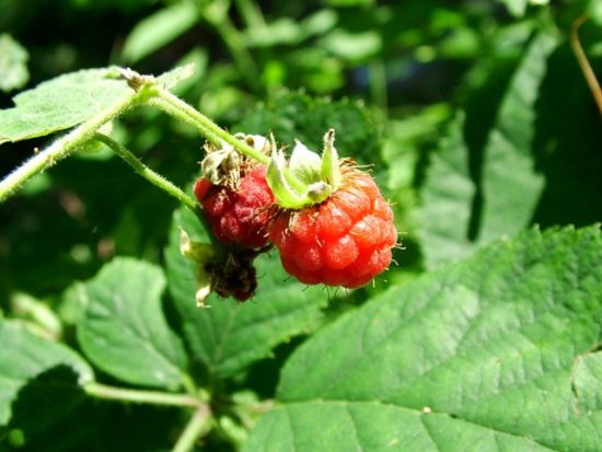 Wild Raspberries in Colman's Wood