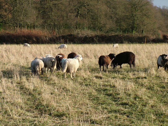 Holmer Green - Sheep in Colemans Field Stuart King - image (2) - Copy