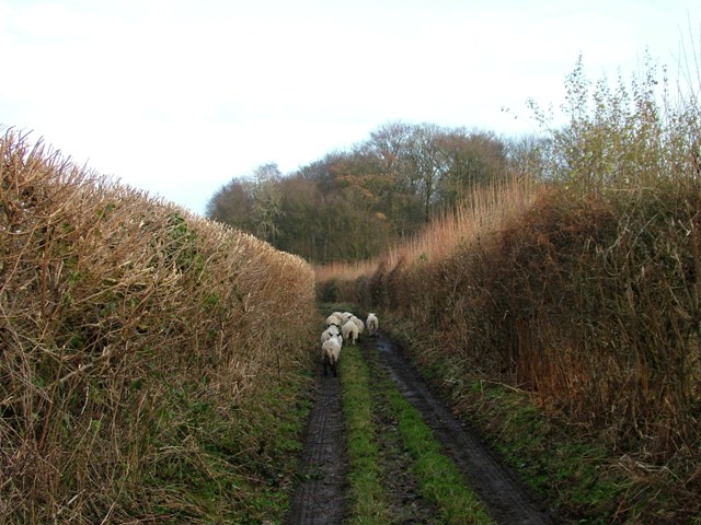 Holmer Green - Sheep in King Street lane - Stuart King - image (4) - Copy