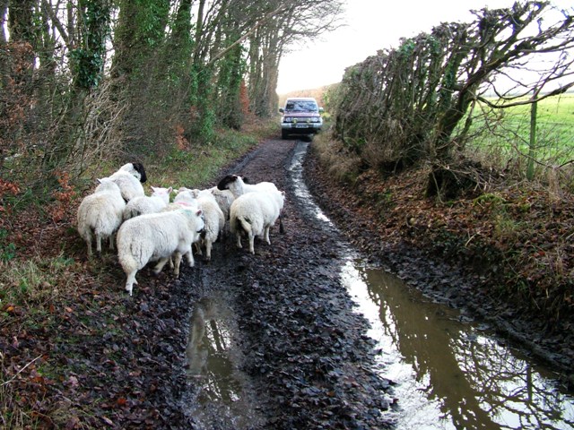 Holmer Green - Sheep in King Street lane - Stuart King - image (5) - Copy