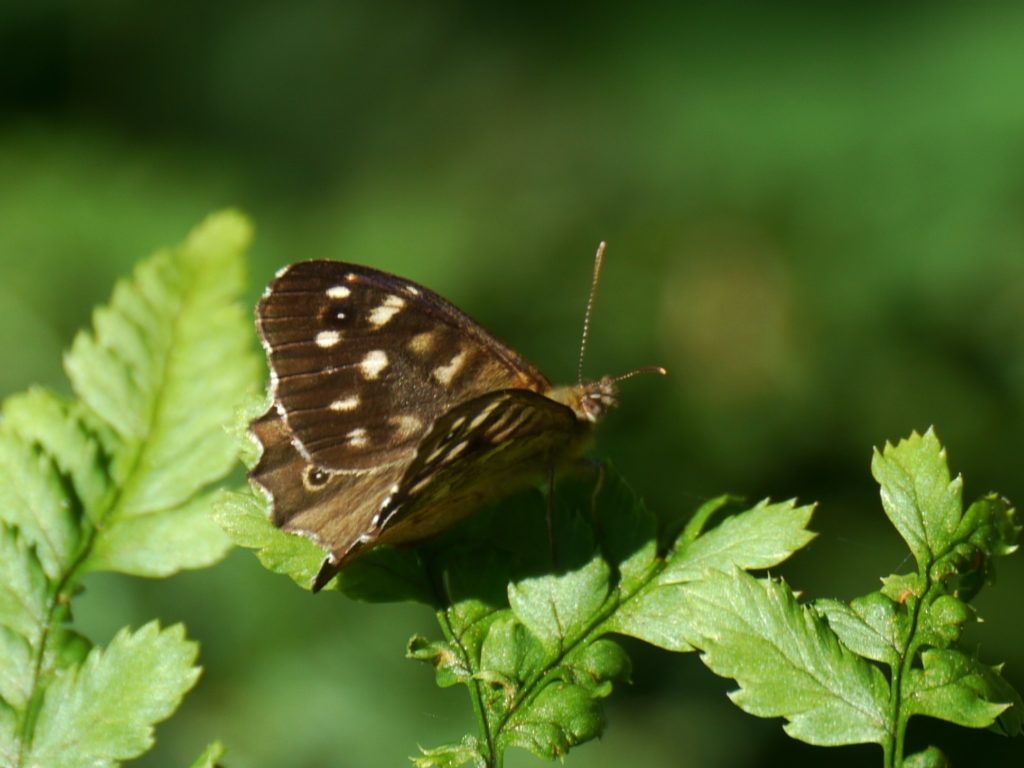 Speckled Wood Butterfly, Stuart King image, Aug 2013 (2)