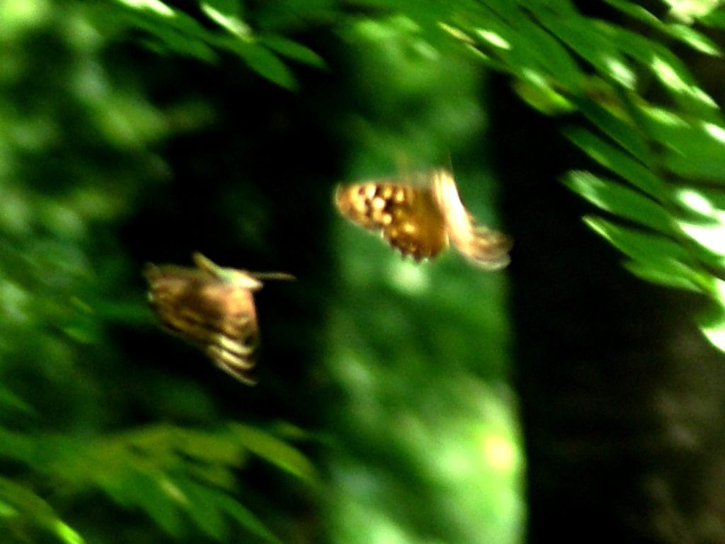 Speckled Wood butterflies dancing  in Colemans Wood, Stuart King image, July 2013