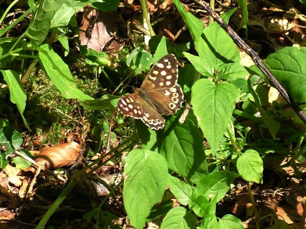 Speckled Wood butterfly in Colemans Wood, Stuart King image, July 2013