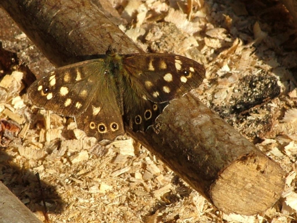 Speckled Wood,Butterfly, Stuart King