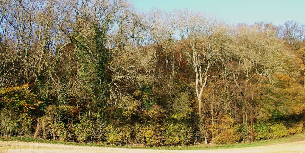 The Wildwood edge is defind by a medieval 'woodbank' and ditch