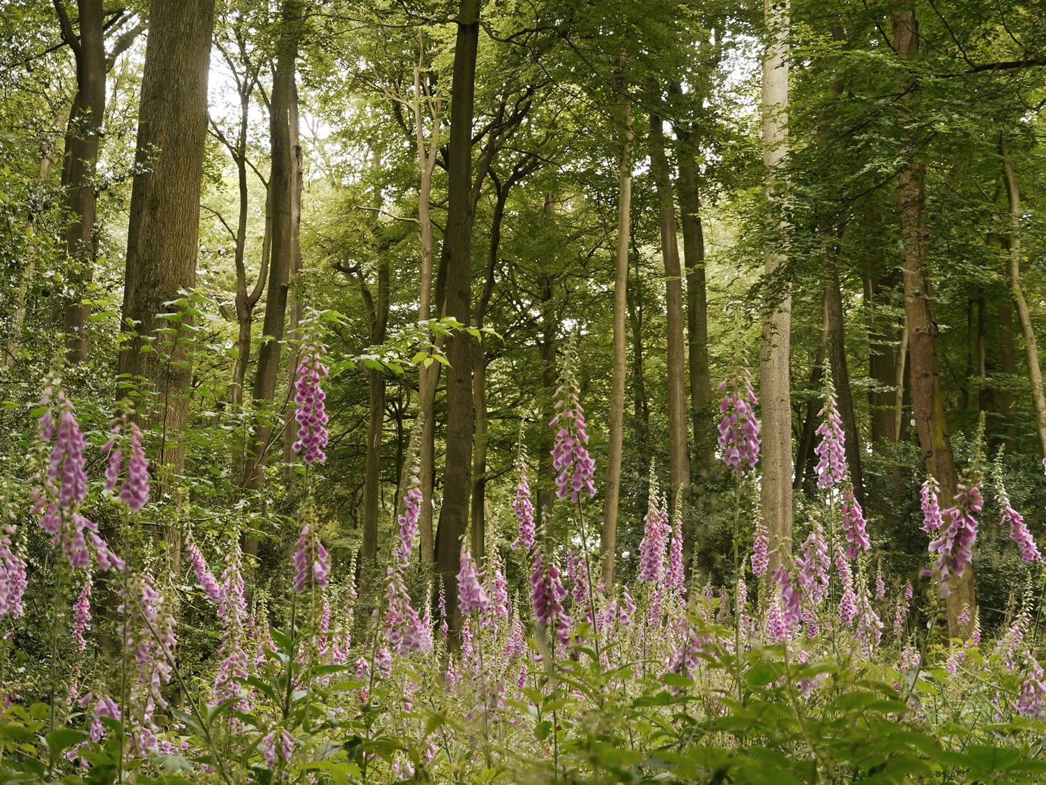 Foxgloves apear in abundance for a couple of years after tree thinning having lain dormant for decades