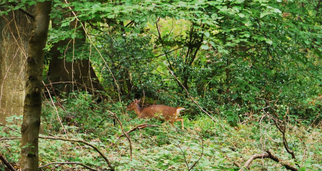 The Wildwood Muntjac deer are often seen in daytime or heard close by barking loudly to others