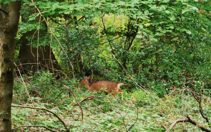 The Wildwood Muntjac deer are often seen in daytime or heard close by barking loudly to others