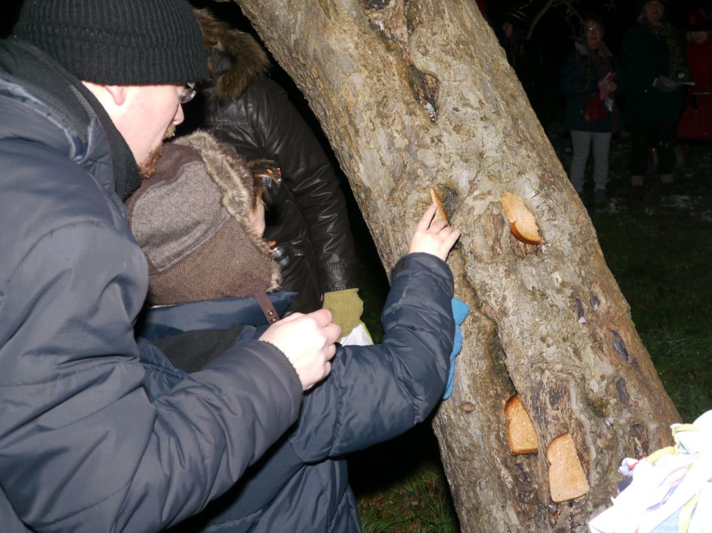 Toasting the apple tree with toast dipped in cider from the cup at Croxley Green Wassail in Jan 2012