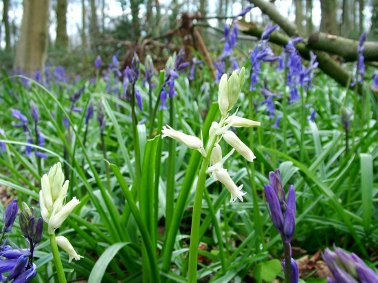 WildWood ,Blue and Whitbells