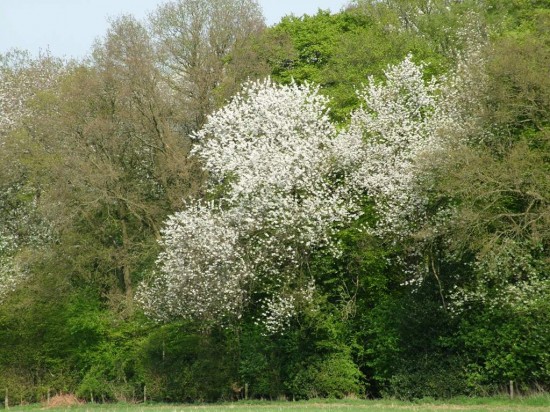 WildWood, Wild Cherry in full bloom,Stuart King image