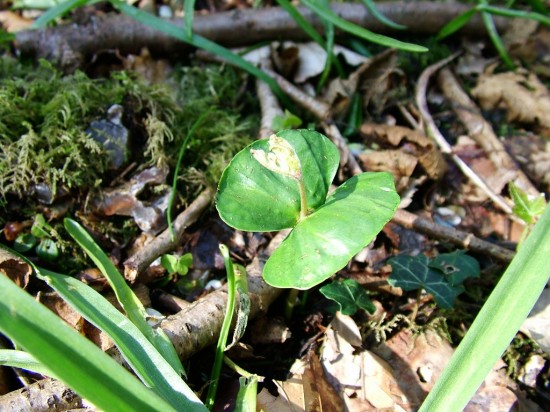 WildWood beech seedling, Stuart King