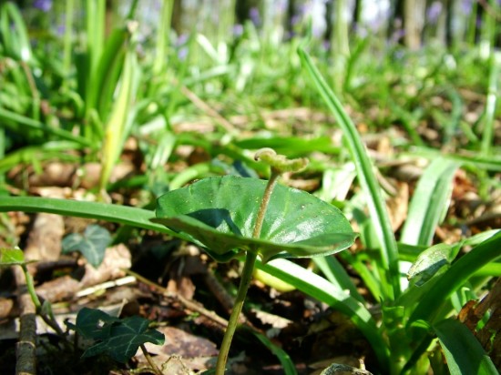 WildWood-wood spurge - Euphorbia amygdaloides-Stuart king (2)