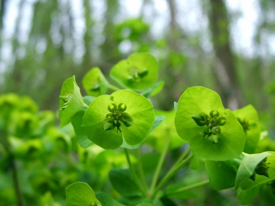 WildWood-wood spurge - Euphorbia amygdaloides-Stuart king