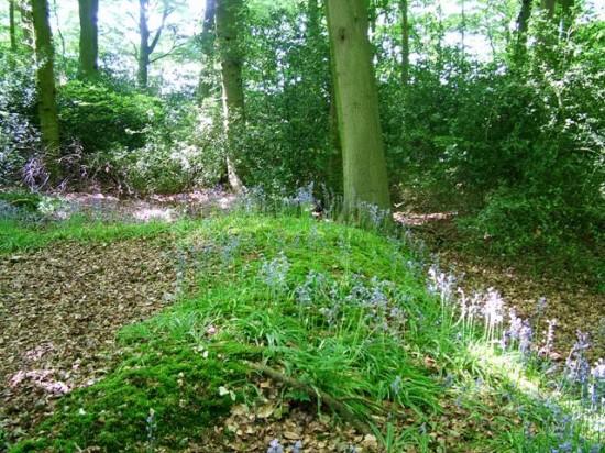 Wildwood -NW corner of  mystery Enclosure bank and ditch