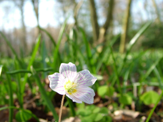 Wildwood, Wood Sorrel- Oxalis-Stuart King