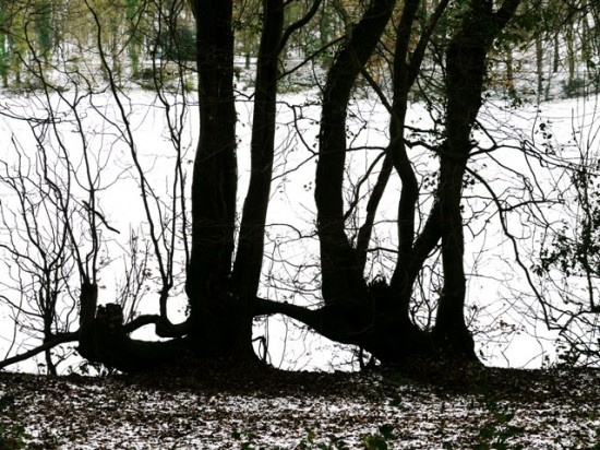 Wildwood snow-old hornbeam layered hedge    -Stuart King- image