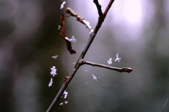 Wildwood snowflakes - Stuart King (2)