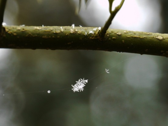 Wildwood snowflakes - Stuart King (3)