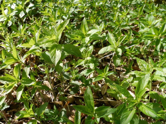 Wildwood,Dogs Mercury, Stuart King